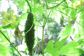 Karela – the plant that kills cancer cells, stop diabetes, AND boosts your immune system!